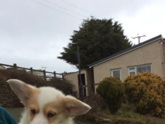 We have beautiful Pembroke Welsh Corgi Pups for sale