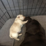 Kc Registered Labrador Retriever Puppies