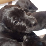 KC Registered Black Labrador Pups 