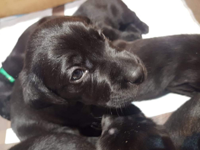 KC Registered Black Labrador Pups 