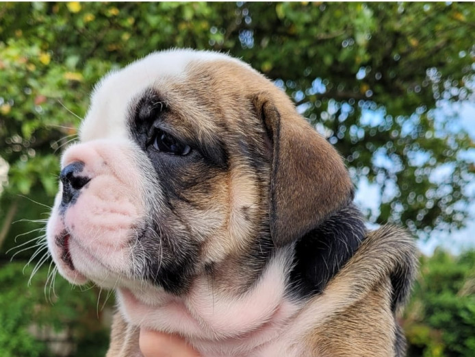 KC Registered English Bulldogs looking for a forever home