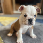 British bulldog puppy (female) £2000 onoe