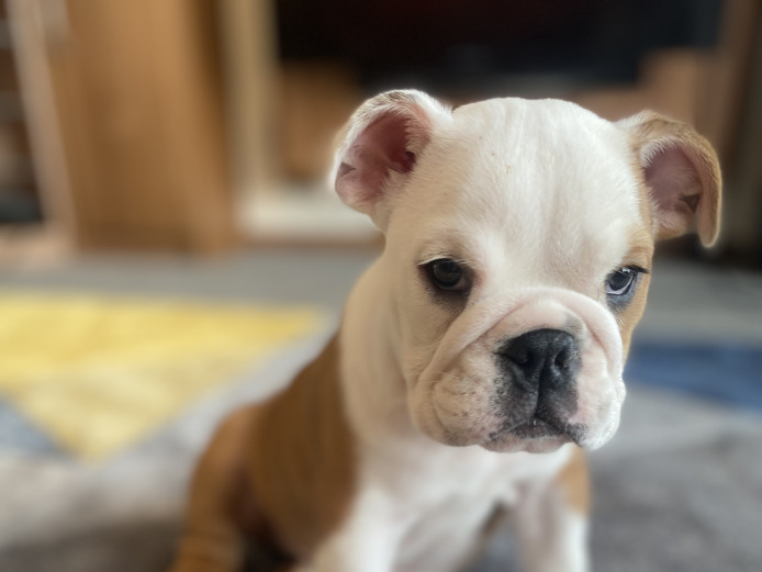 British bulldog puppy (female) £2000 onoe