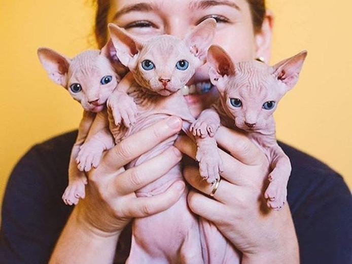 Beautiful Sphynx cats for upcoming Xmas and new year