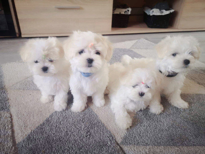 KC Maltese puppies ready for new homes 