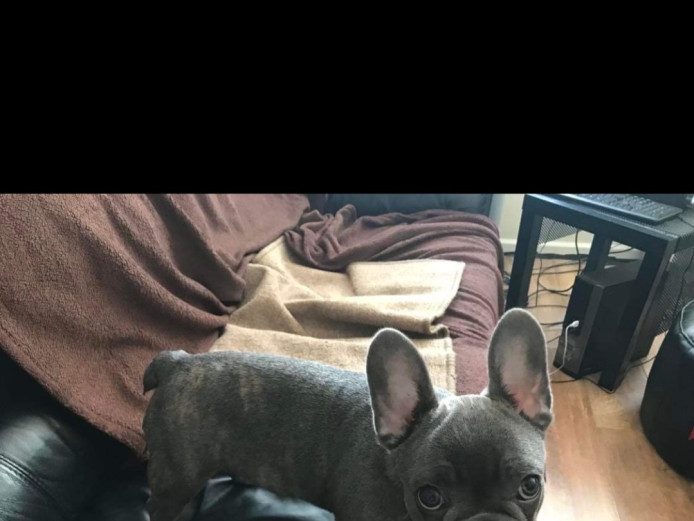 15 week old male frenchie 