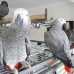 African Grey Parrots with Cage and Accessories 