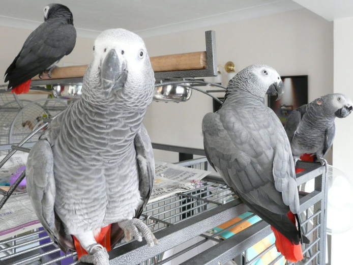 African Grey Parrots with Cage and Accessories 