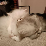 Beautiful Pedigree Persian Kittens Exotic/Chinchilla RARE