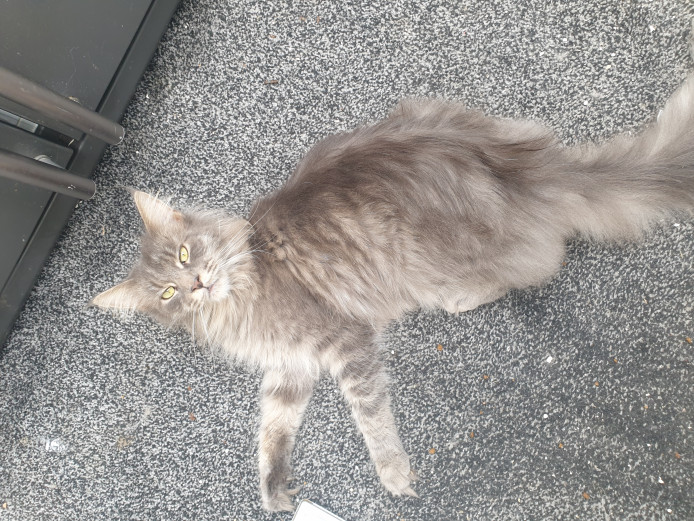 Adorable GCCF Registered Female Maine Coon 