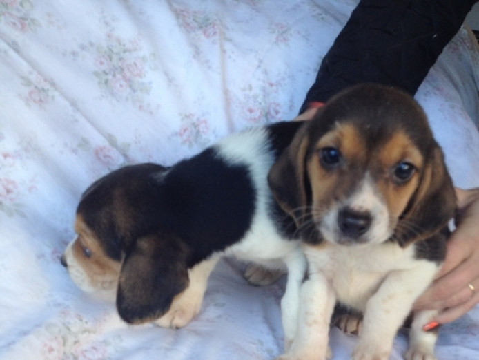 Kc reg tri coloured beagle puppies