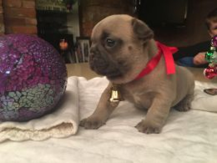 Chunky 10 weeks old French Bulldog Puppies
