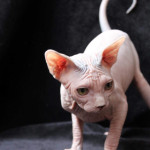 Gorgeous sphynx female looking for a new home