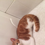 Fluffy ginger cat for sale 