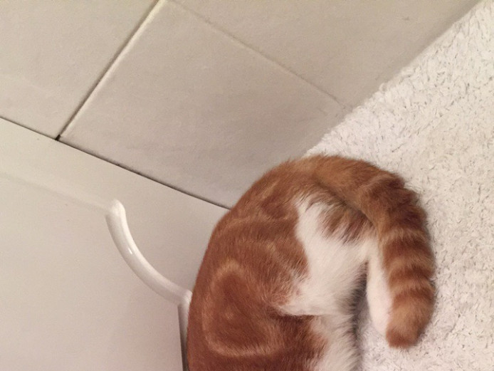 Fluffy ginger cat for sale 