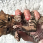 Bengal stunning kittens active or pet 