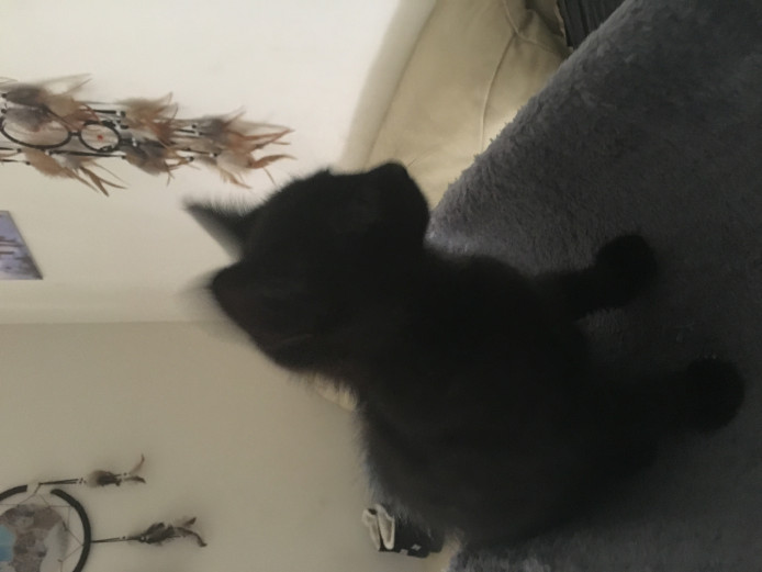 Black female kitten 