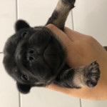BLACK AND TAN FrenchBulldogs for sale