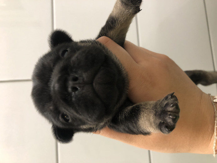 BLACK AND TAN FrenchBulldogs for sale