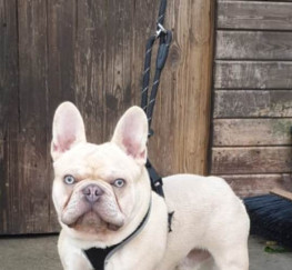 Pets  - French Bulldog For Stud