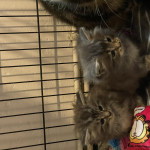 2 male mainecoon kittens 
