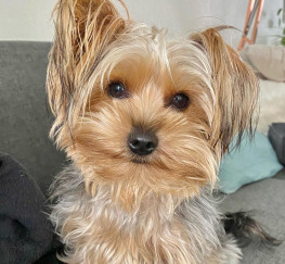 Pets  - Yorkie for sale