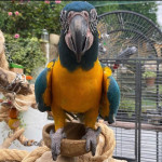 Pair Macaw Parrots For Sale 