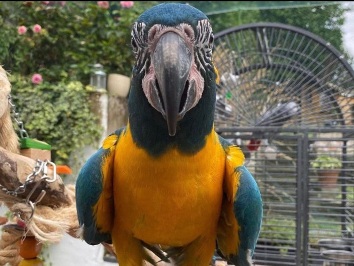 Pair Macaw Parrots For Sale 