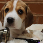 Stunning beagle puppies ONLY 2GIRLS AVAILABLE NOW 