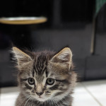 Tabby kitten for sale 