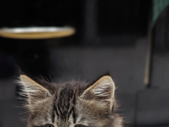 Tabby kitten for sale 