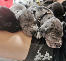Great dane puppies