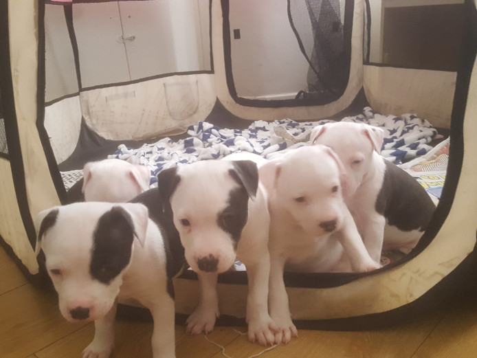 Ready for rehoming next week- chunky american bulldog puppies