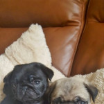 ready now fully akc Pug puppies