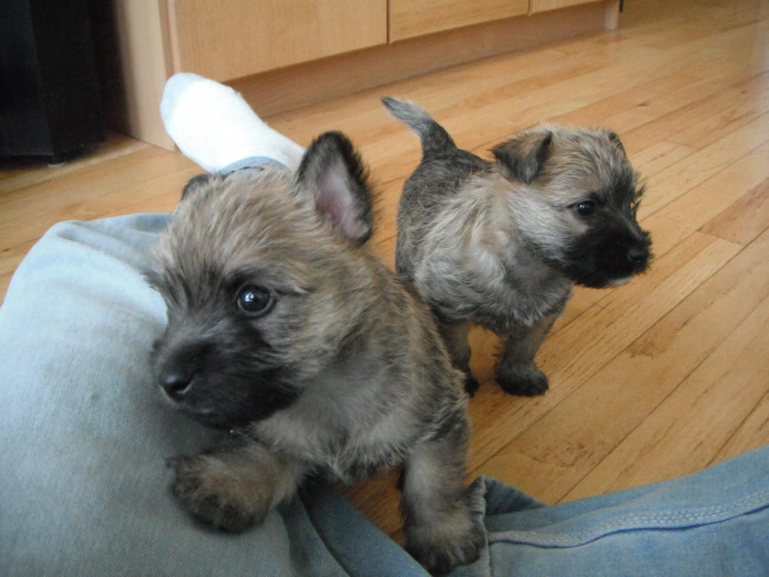Excellent Pedigree Cairn Terrier Puppies