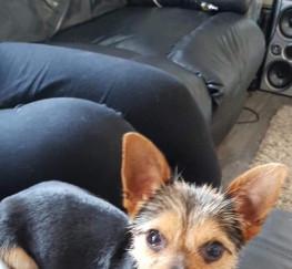 Pets  - Chihuahua x Yorkie 10 mth puppy