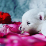 Impeccably Pure Snow White Pomeranian Baby Girl Periwinkle