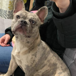 Kc registered lilac merle Frenchie 
