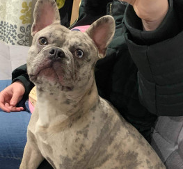 Pets  - Kc registered lilac merle Frenchie 