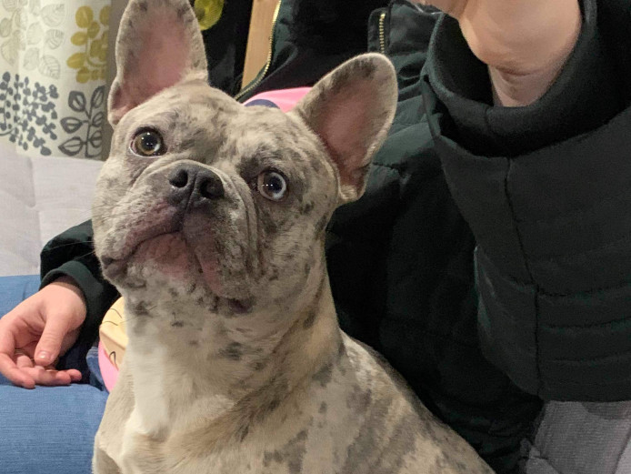 Kc registered lilac merle Frenchie 