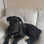 Cane Corso Pup - 6 Months old  
