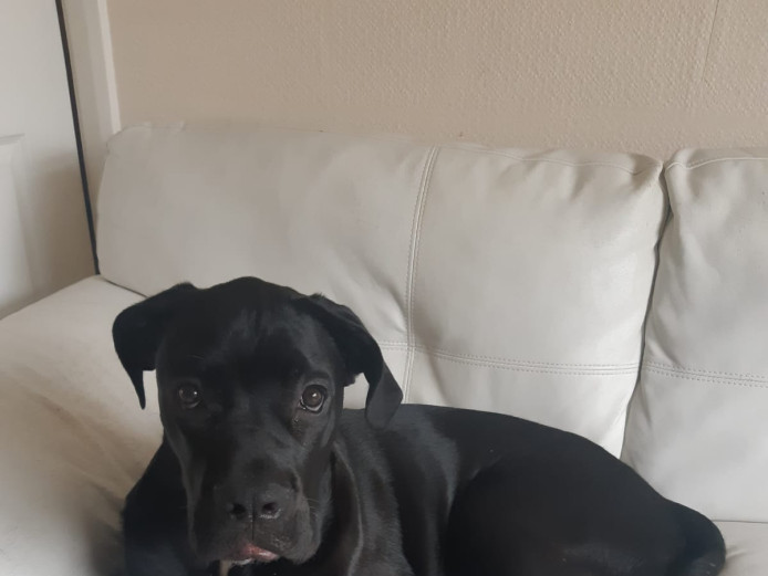 Cane Corso Pup - 6 Months old  