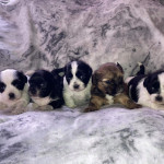 Shih tzu puppies ready to go on 1/5/21
