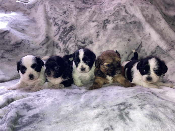 Shih tzu puppies ready to go on 1/5/21