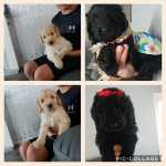F1B labradoodles looking for a forever home 