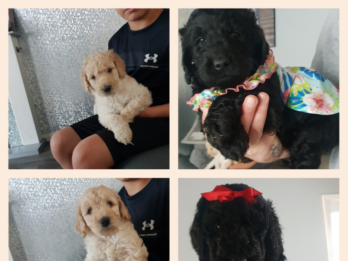 F1B labradoodles looking for a forever home 