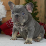  Excellent Akc Reg Male And Female French Bulldog Puppies For Sale 