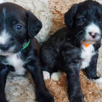 Rare beaglepoo puppies 