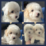9 week old poochon puppies. Bichon friese/toy poodle
