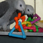 Super Tamed African Grey Parrots with Cage